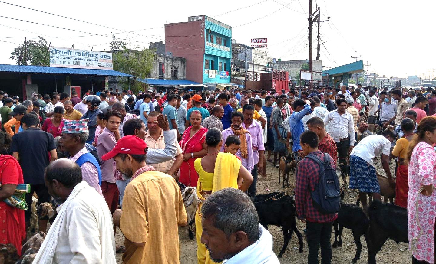 निजगढ हाटबजारबाट एकै दिन ८ सयभन्दा बढी खसी बोकाको बिक्री भएको अनुमान